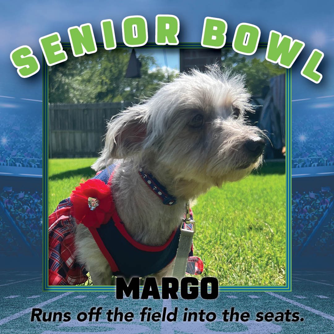 SENIOR BOWL 🏈🐾 The votes are in & we have our semi-finalists! Meet our Senior Bowl MVP (most valuable pets)! Now it’s time for the big Senior Bowl showdown! Vote for your favorite Senior today: dallaspetsalive.org/senior-bowl/ #SuperBowl #SundayFunday