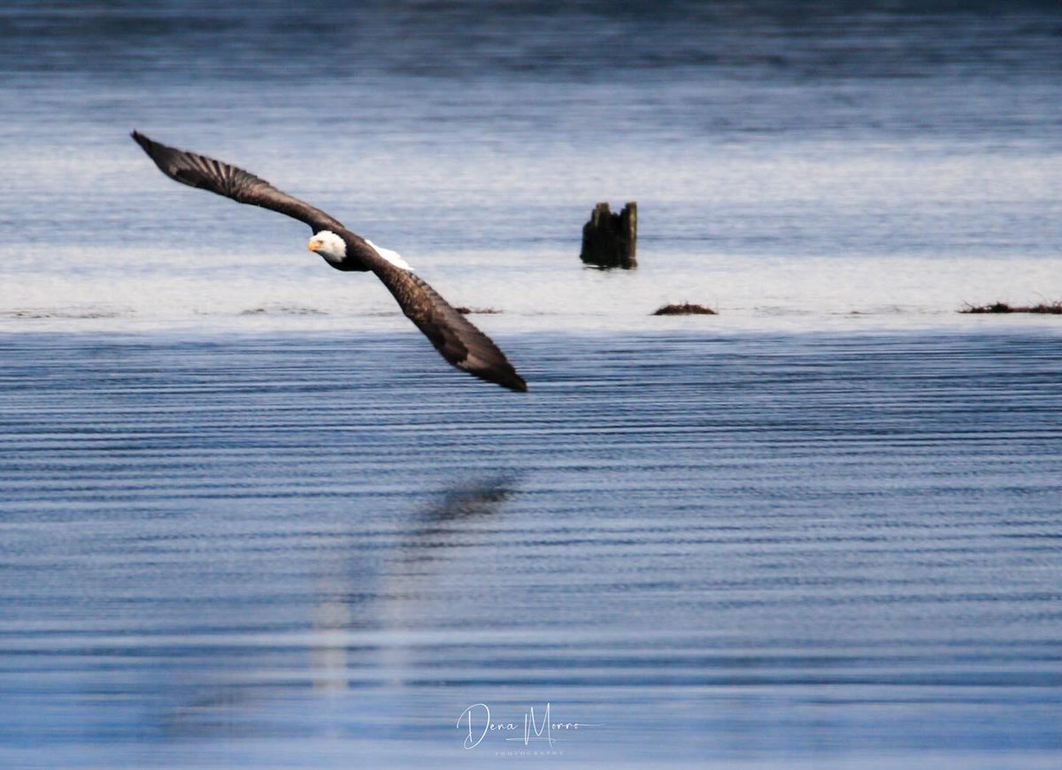 Eagle watching ⁠
⁠
📷 @dena_outdoors⁠
⁠
#eagles #baldeagles #birdsofprey #vancouverisland #experiencevancouverisland #comoxvalley #comoxvalleybc #vancouverislandbc #vanislelife