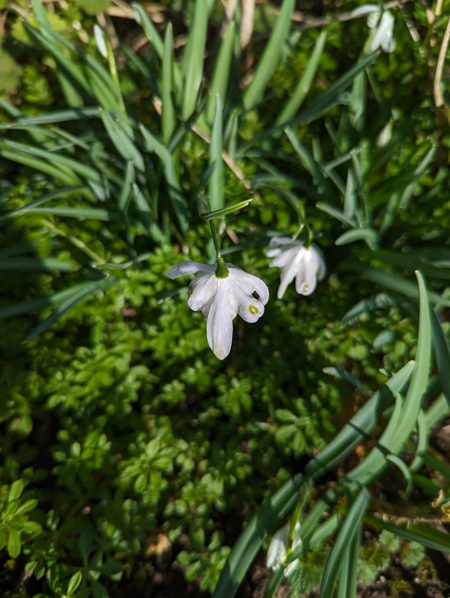jahasse's tweet image. Galanthus Nivalis &quot;Flore Pleno&quot; had some interesting markings today along the #Kennet near Kintbury forming a river of their own #wildflowerhour