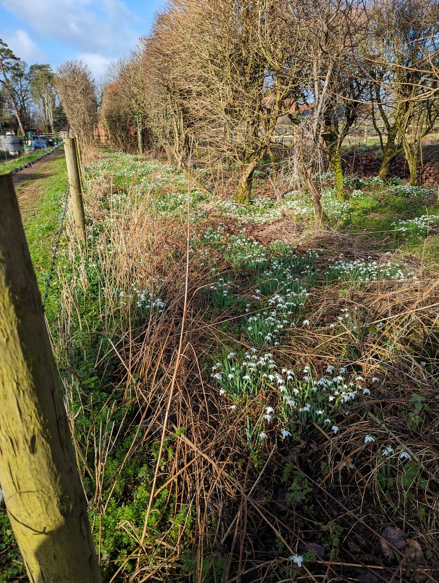 jahasse's tweet image. Galanthus Nivalis &quot;Flore Pleno&quot; had some interesting markings today along the #Kennet near Kintbury forming a river of their own #wildflowerhour