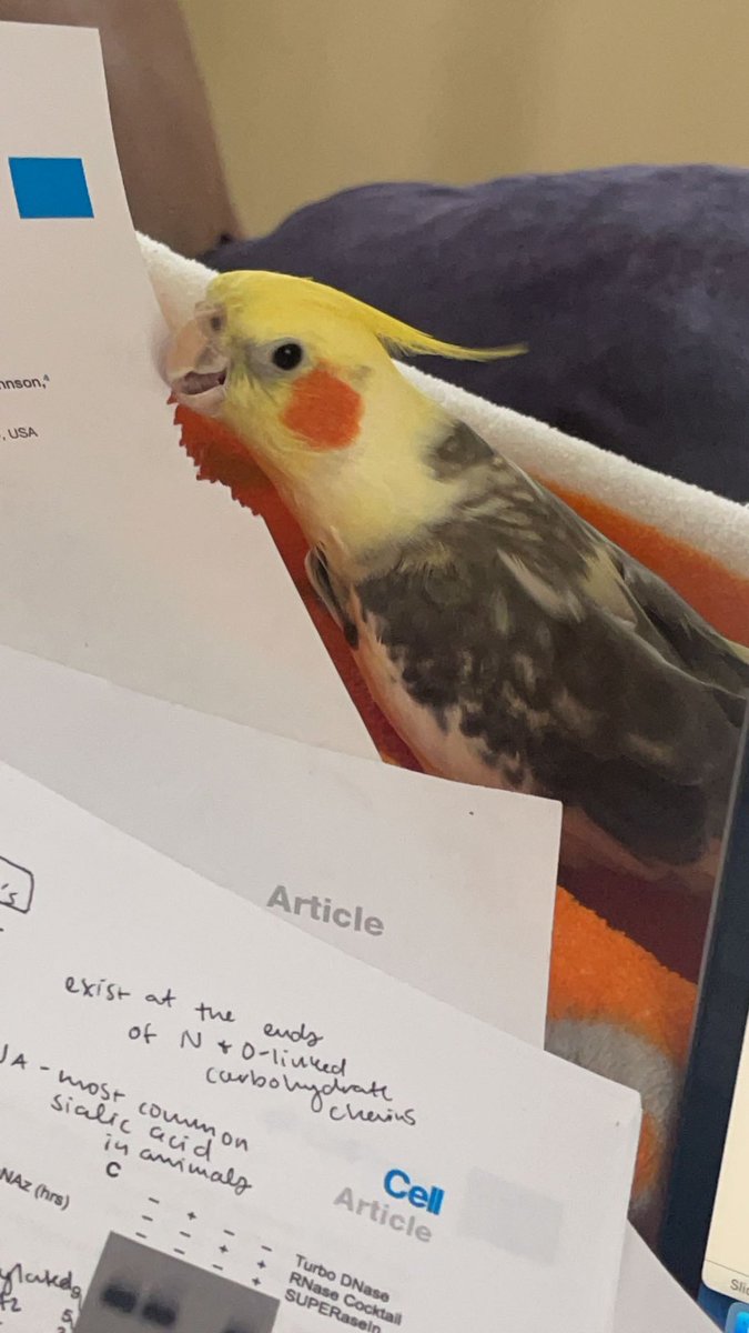 Julia tweet media