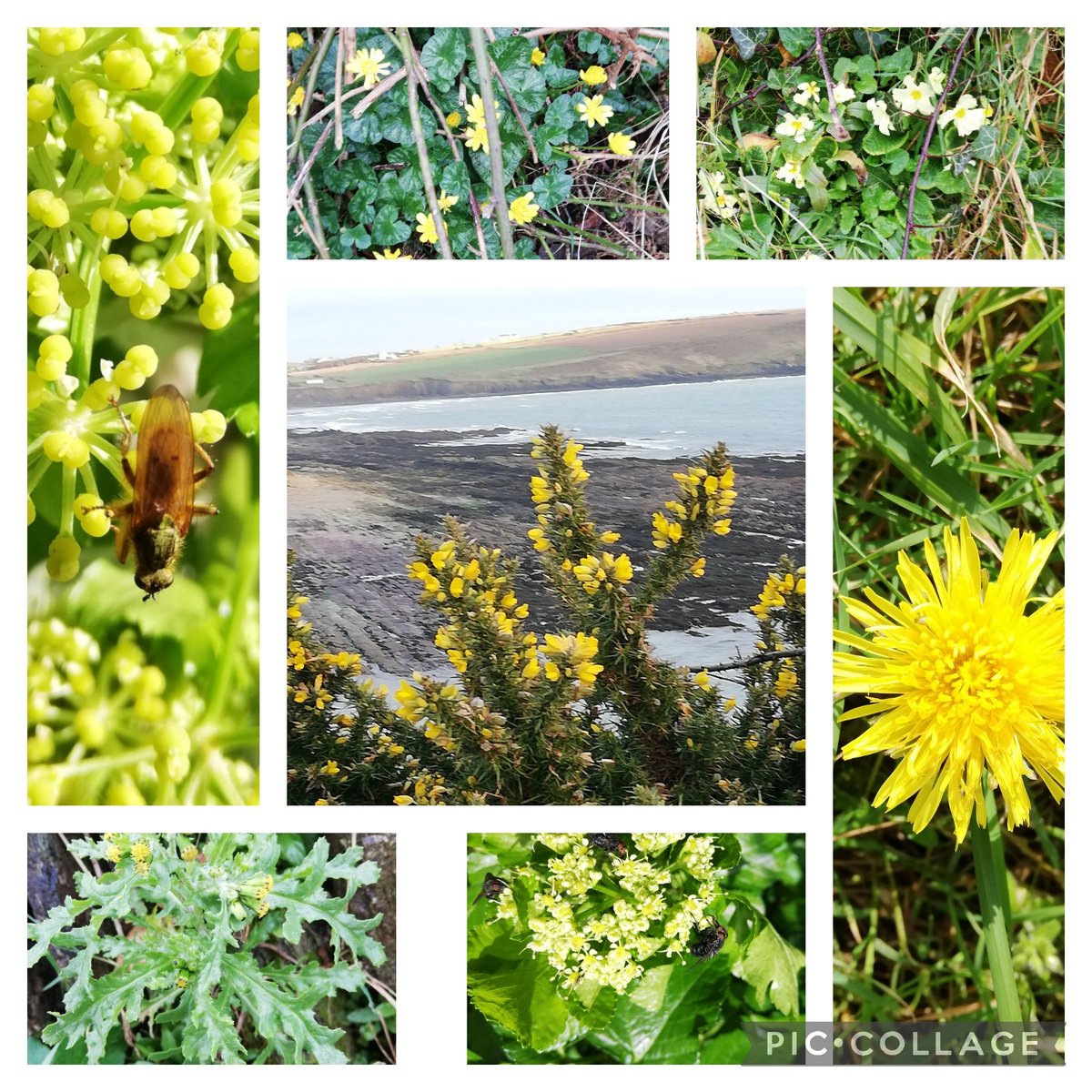 Everything seemed golden today, picked out by the sunshine - so I just went with that. Nice to see Alexanders smothered in insects again - warranting at least 2 photos. Add to these Winter Heliotrope & Three-cornered Leek and that's your lot round our way, #WildflowerHour!