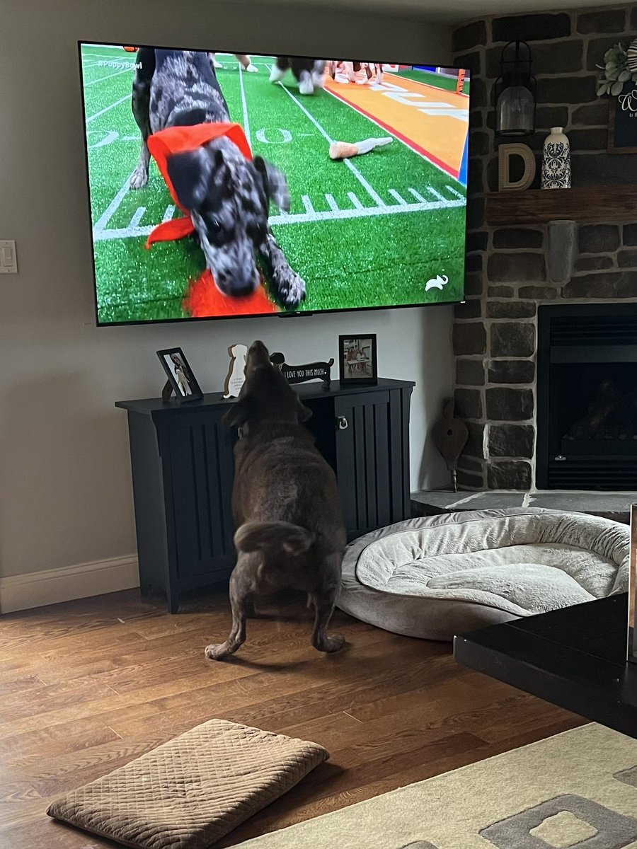 michelledonlan's tweet photo. Barkley is loving watching the #PuppyBowl  !! https://t.co/QwqvxwDK48