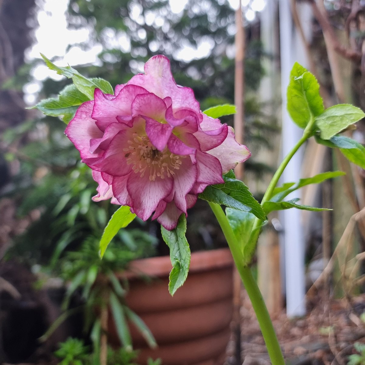 AspiringGreener's tweet photo. Another hellebore, isnt it luxurious?! This one is in my garden and it hasn't been eastan by snails at all (yet) 😍

#Helleborus 
#winterrose 
#springflowers 
#gardening https://t.co/GvluJjEuqI
