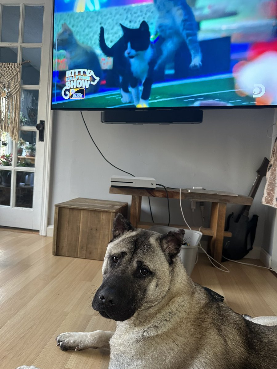 lupelu34's tweet photo. #PuppyBowlXX  Cooper liking the halftime show. He is my foster pup!

https://t.co/bANZNDad4T https://t.co/f7URj2p6nE