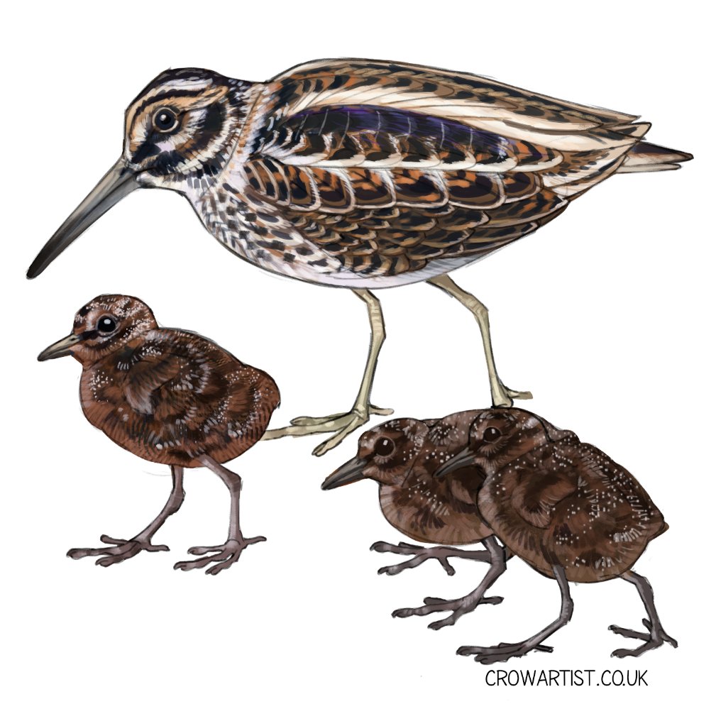 Jacksnipe and chicks! Although there wasn't much about the chicks in the books I had.