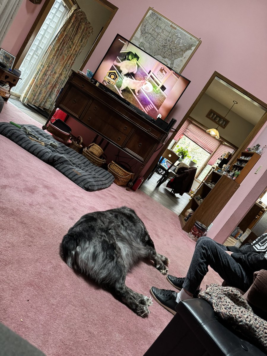 rhealpass's tweet photo. #PuppyBowl #justnotinterested https://t.co/lLi2obogQO