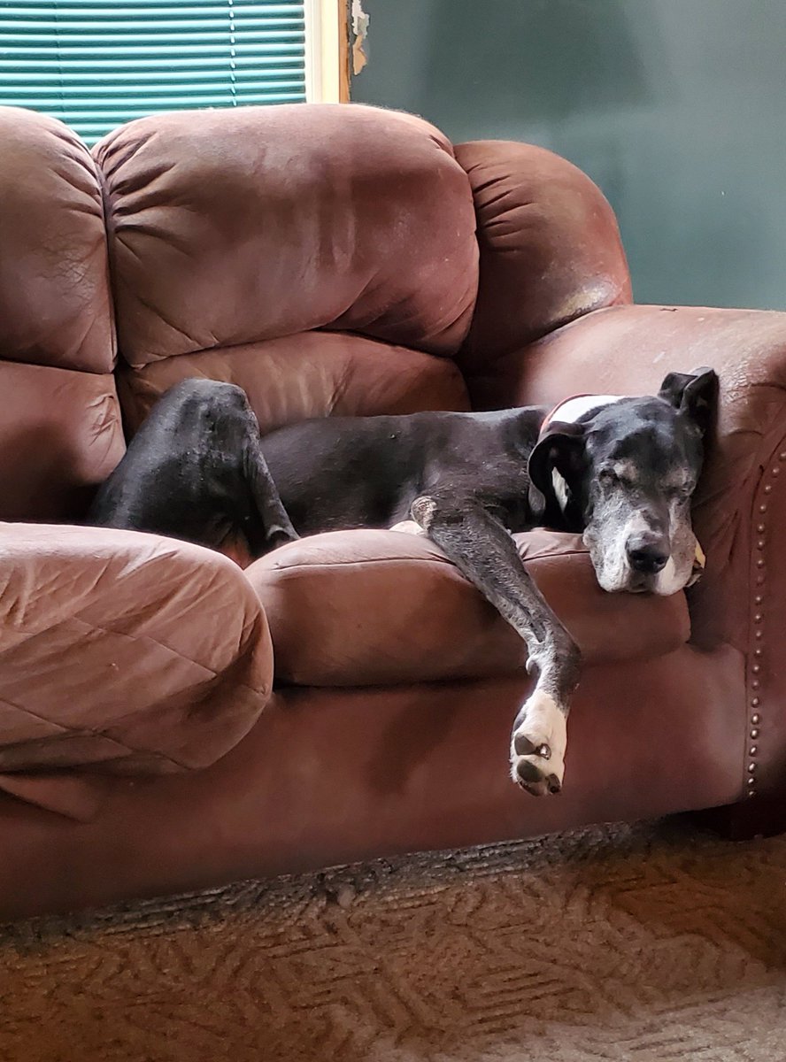 theventuresopam's tweet photo. This old man is exhausted watching the #PuppyBowl. Brody doesn't understand how these pups have so much energy. He's #TeamNap all day every day. https://t.co/iAPtfNjNQB