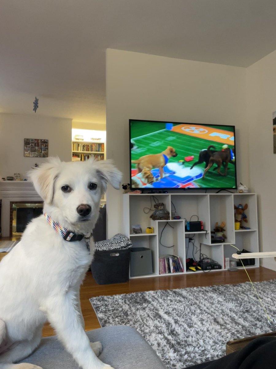 EllieHowell9's tweet photo. stevie very confused about the #puppybowl https://t.co/Gl1AUOGiWI