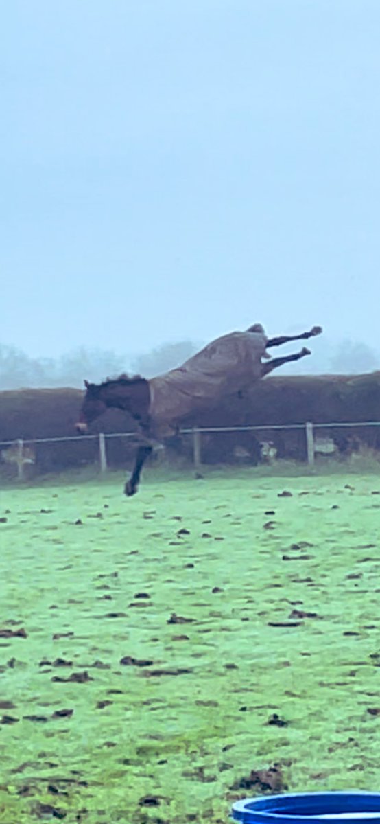 LizzieBlamire's tweet photo. After a successful flat career Another Touch has pondered about a chasing career!  @RichardFahey #sundayfunday #hollybushfarm #cuttingupthegrass https://t.co/pMPlr9dqsK