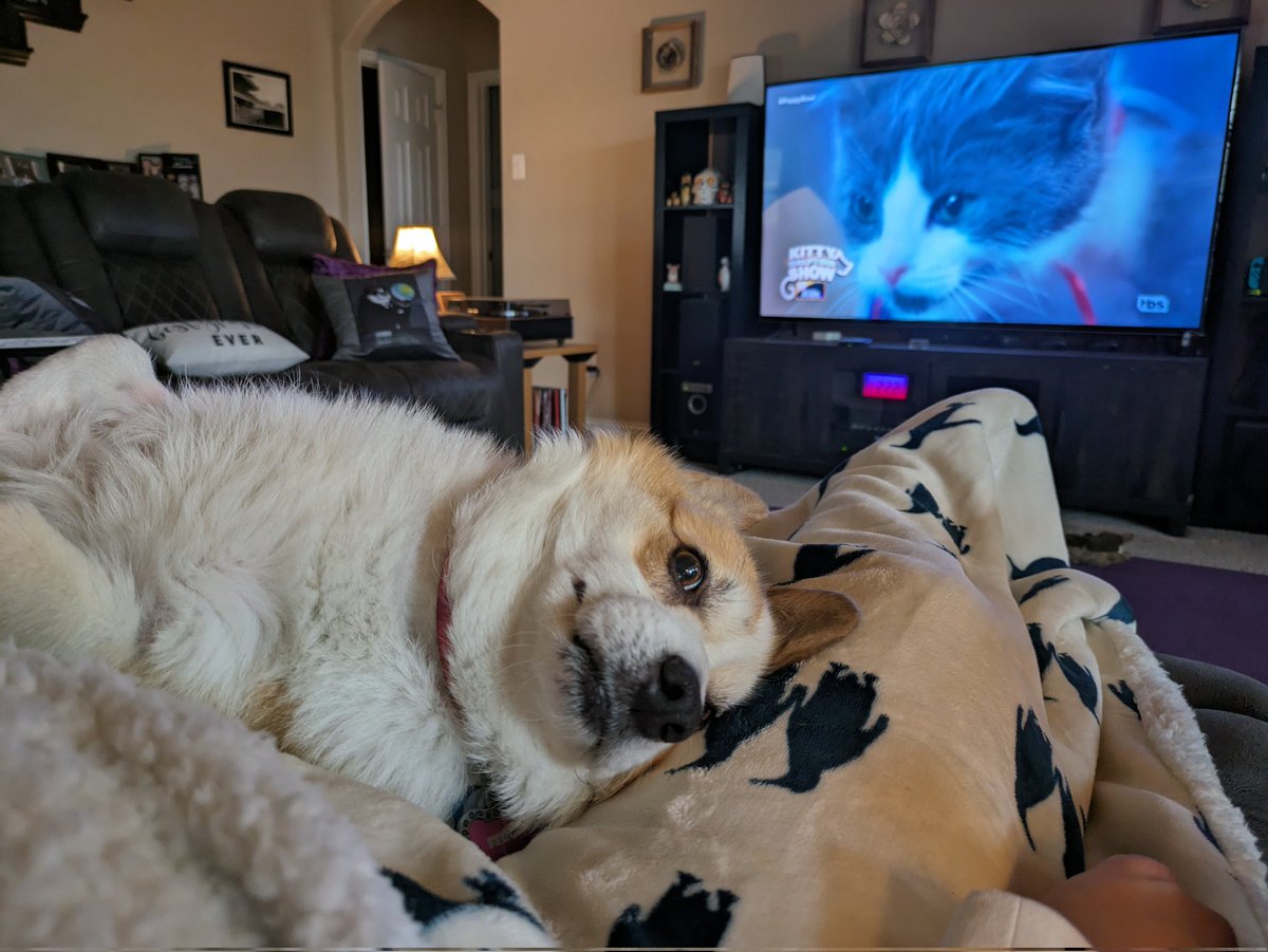 hefAskullz's tweet photo. Fergie is resting up during half time to have energy for the second half of the #PuppyBowl #PuppyBowlXX https://t.co/A8RsPymjh1