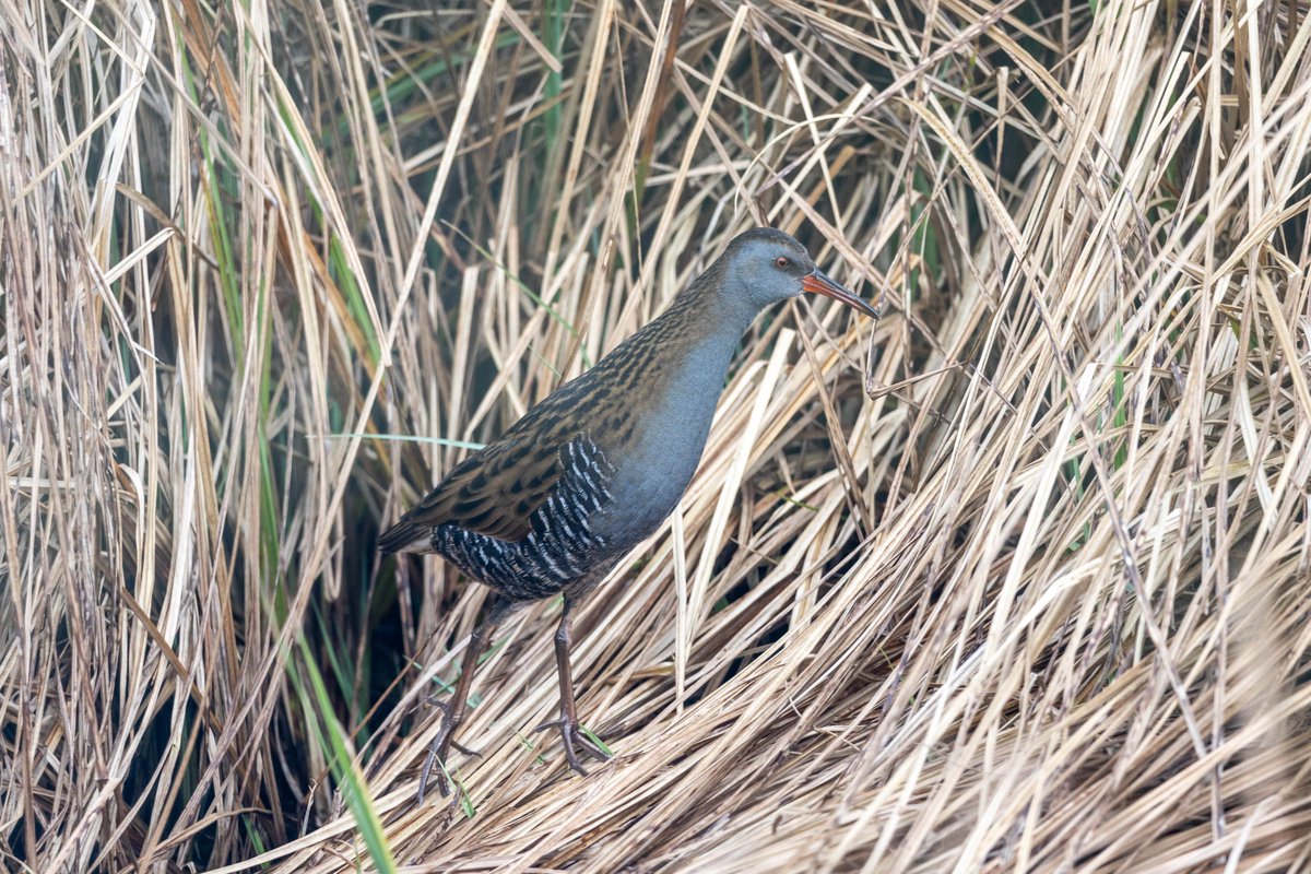 A water rail at WWT Arundel this afternoon.
Photo taken through glass but so lucky to see one so clearly! @WWTArundel