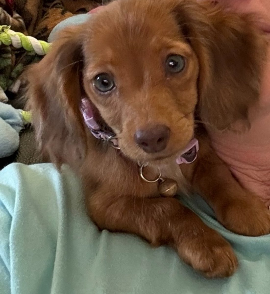 M_Pearson43's tweet photo. Lexi watching watching her first puppy bowl 
#PuppyBowlXX https://t.co/emVQ391UJc