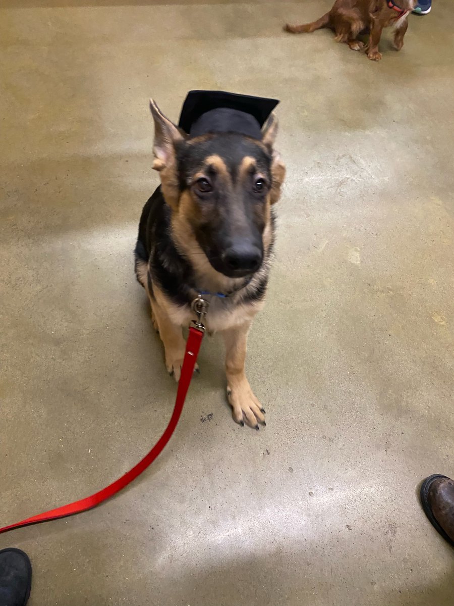 Baldassano's tweet photo. Grauduating Woof. #Marine graduates his puppy training, and as you can see, 53lbs later, hes already not the lil pup we brought home. #nutcrusher https://t.co/Esg5zIRh1S