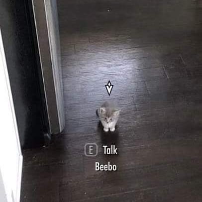 PunchingCat's tweet photo. a quest awaits you traveler https://t.co/1gO9jC9sCx