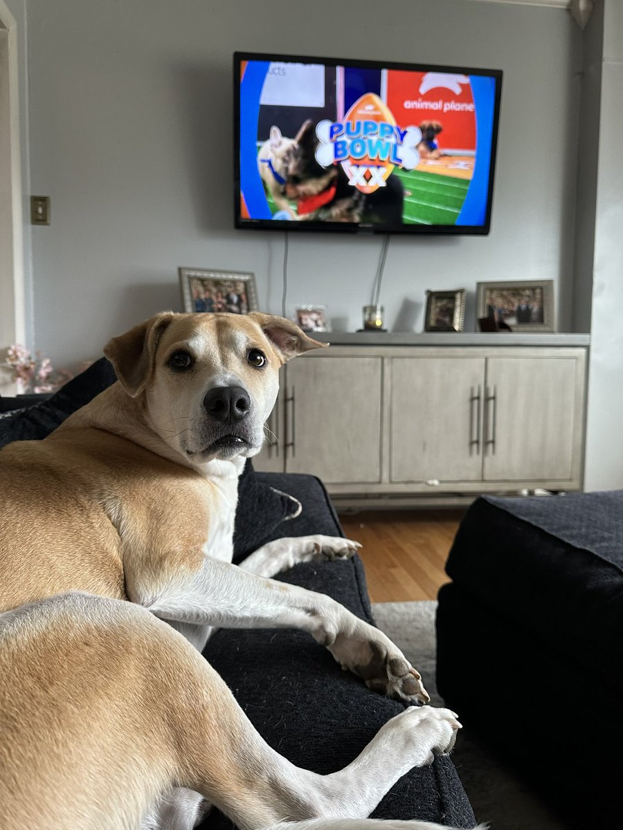 LaurElizabeth17's tweet photo. #PuppyBowlXX our baby wants his five minutes of fame https://t.co/NKrQaTv0jO