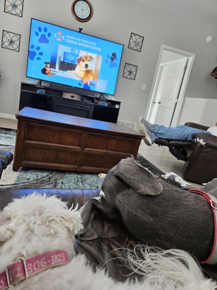 maremiller69's tweet photo. #PuppyBowl Ziggy and Sprinkles taking a nap during halftime. Ziggy is excited to see the Great Dane come out! https://t.co/Vpeklk4KZr