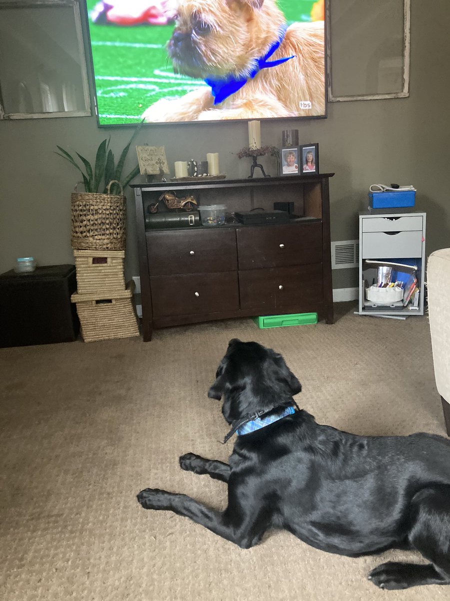 Ktstar18's tweet photo. Sweet Lou watching #PuppyBowlXX @AnimalPlanet https://t.co/VP1SQIVqd0