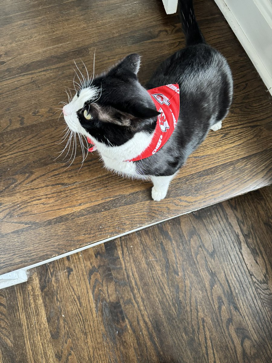 I have lived in KC for four years now. My husband has lived here for five years. Between the two of us we do not own a single piece of <a href="/Chiefs/">Kansas City Chiefs</a> regalia. But my cat on the other hand…
