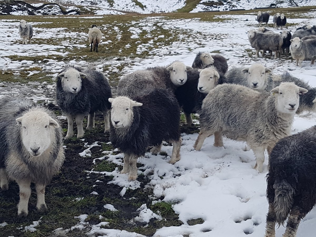 Abi_on_a_hill's tweet photo. It was definitely a good #SheepSunday. Wonderful herdwicks today... https://t.co/wq6fISsssi