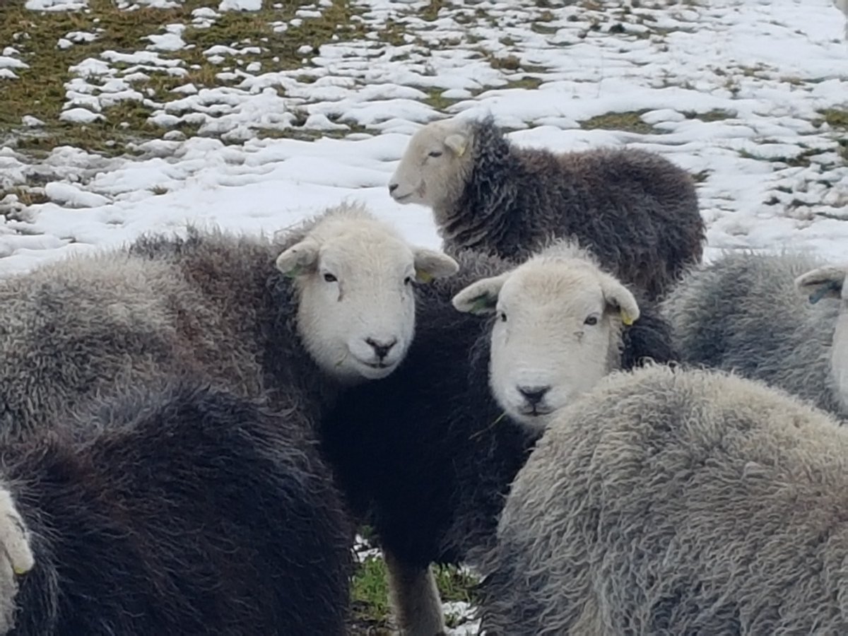 Abi_on_a_hill's tweet photo. It was definitely a good #SheepSunday. Wonderful herdwicks today... https://t.co/wq6fISsssi