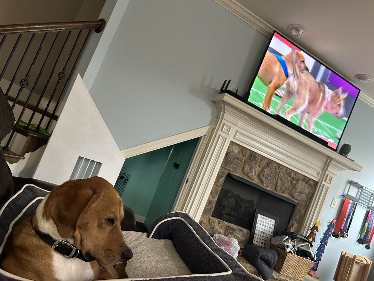 Faith14's tweet photo. Natasha is watching the #PuppyBowl She says go team fluff or team ruff. #PuppyBowlXX https://t.co/rQ80cVHPNP