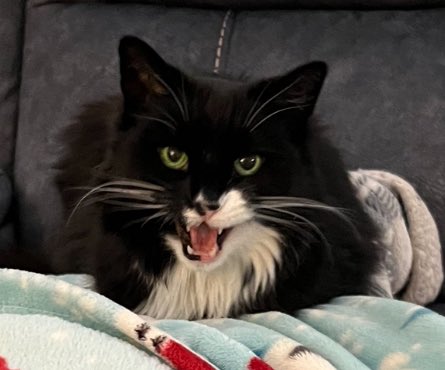 Esme The Fierce Defender of Blankets, first of her name.