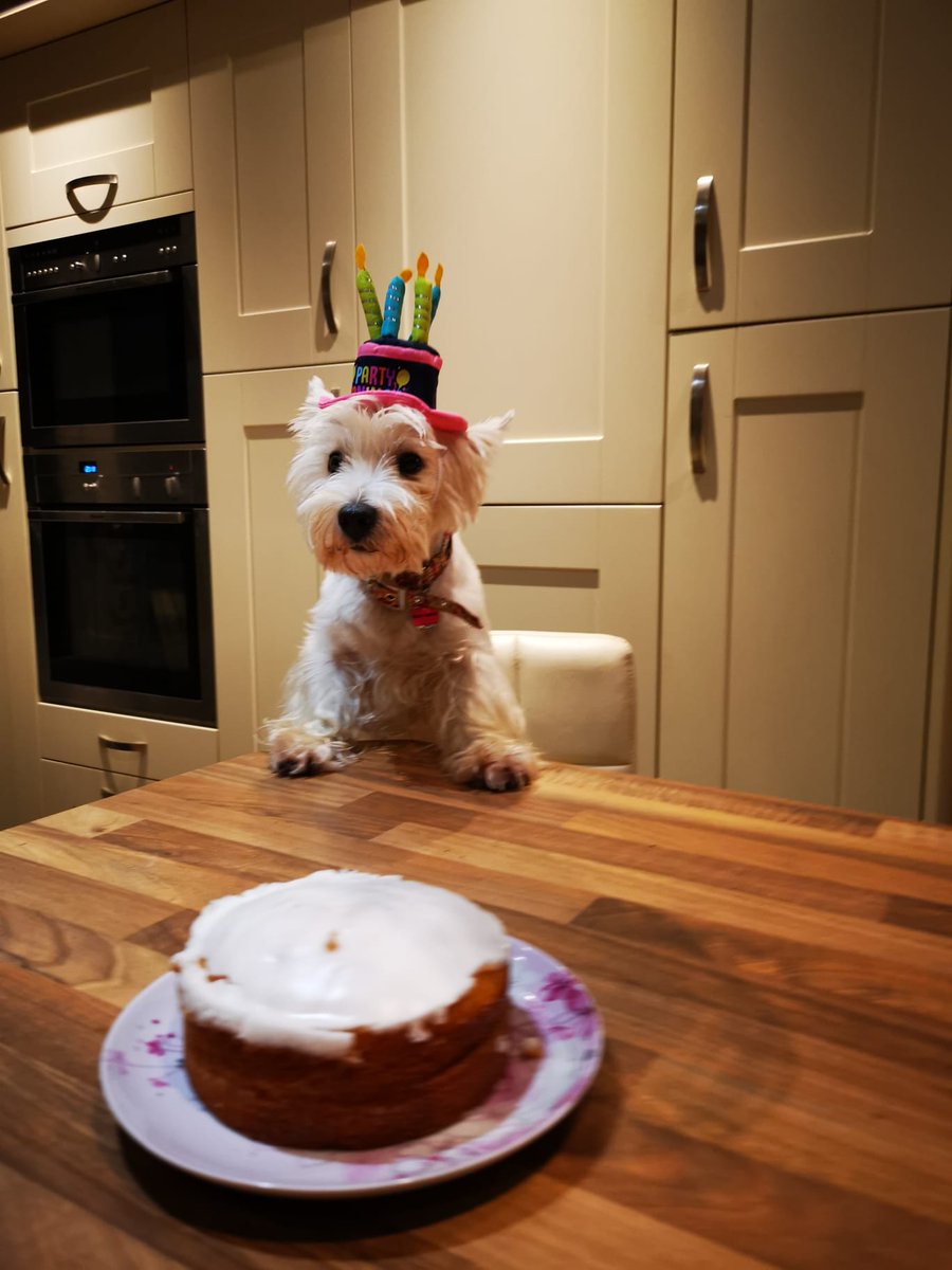 Happy 2nd Birthday baby girl 🎉🥳
There's not enough words to describe how much we love you ❤️
#birthdaygirl #dogsoftwitter #MyGirl