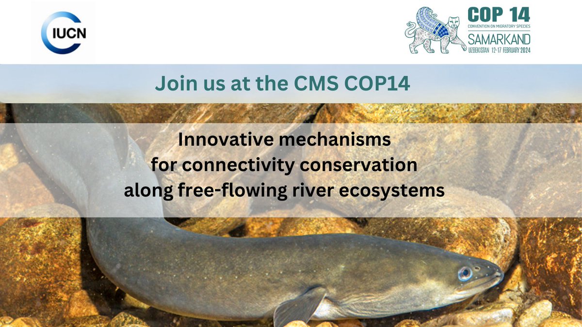 IUCN_ECARO's tweet image. Interested in inspiring collaboration to protect the Aoos -Vjosa River and its #MigratorySpecies? 🐟

Join us at #CMSCOP14​👉shorturl.at/fjnu6

📅 13 Feb, 18:15-19:00 UZT, Room Khiva 

#act30 #spaces4species #AParkInTheMaking #VjosaNationalPark #SpeciesMigration