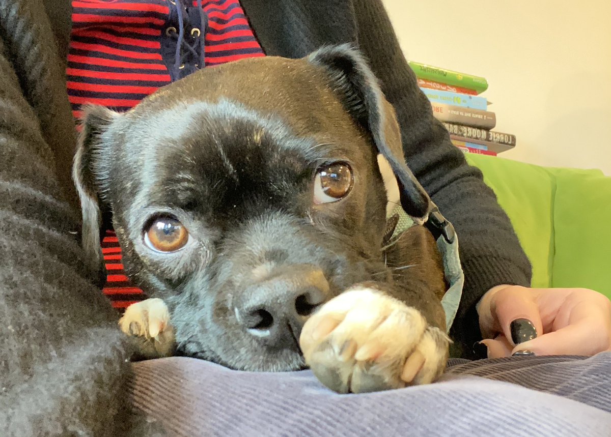#PuppyBowl watching intently…