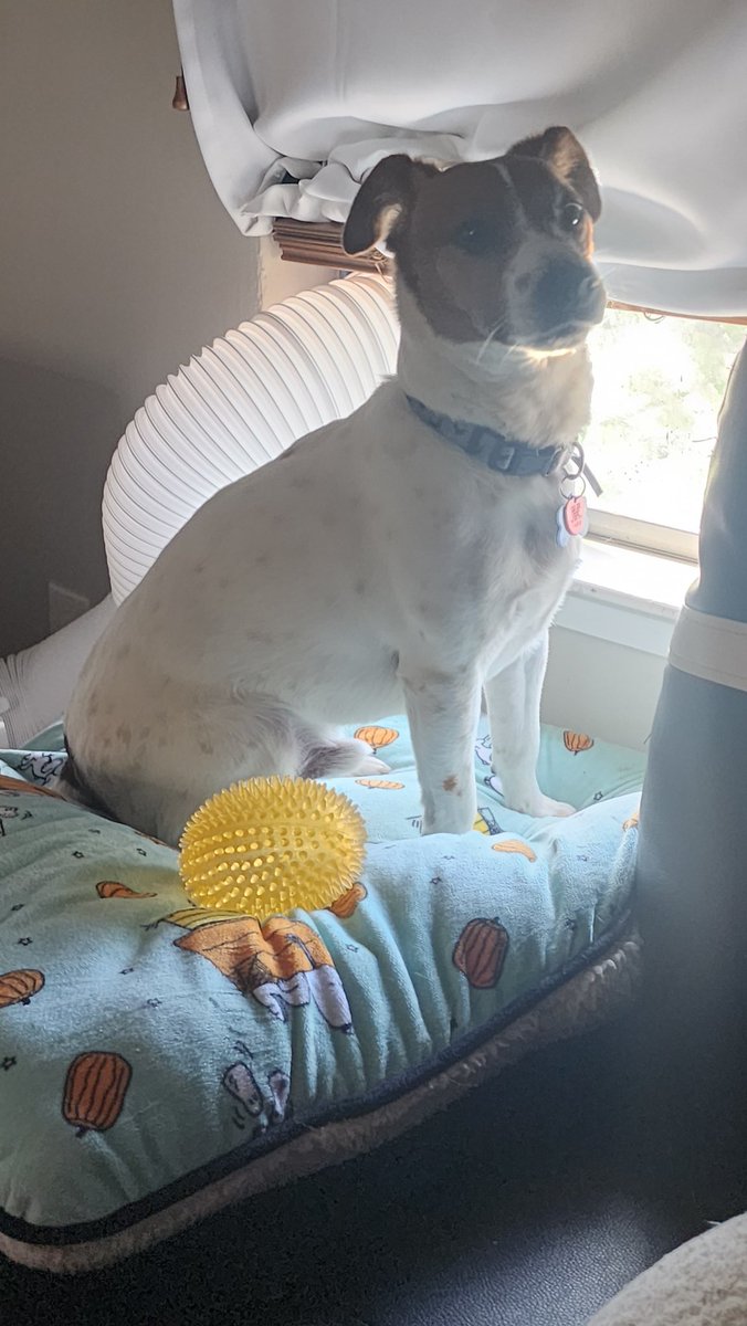 March For Truth LV tweet media