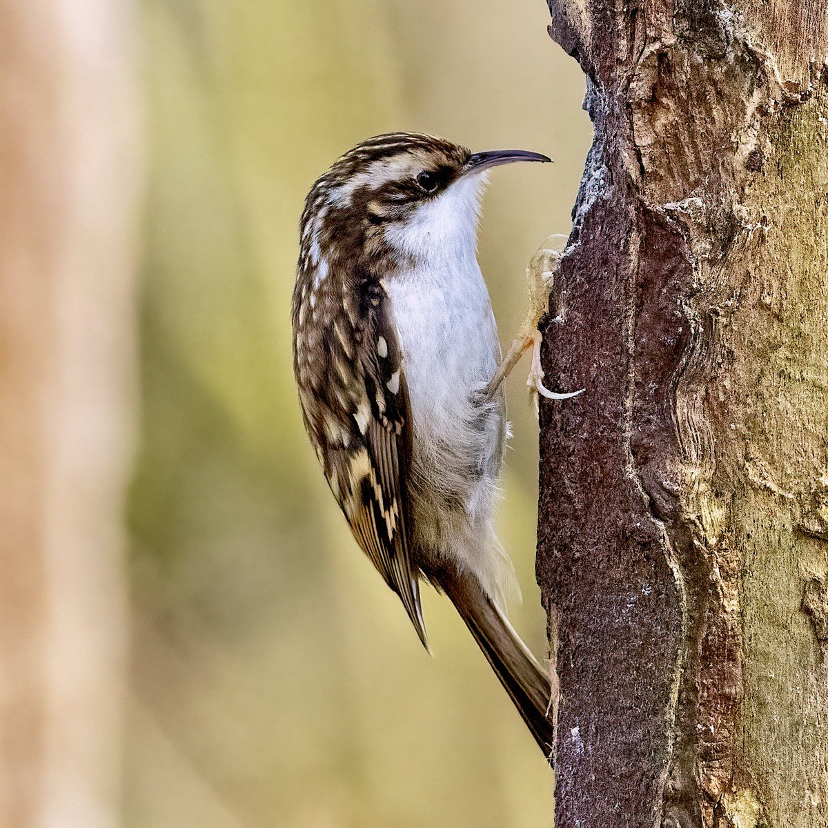Tree creeper from today