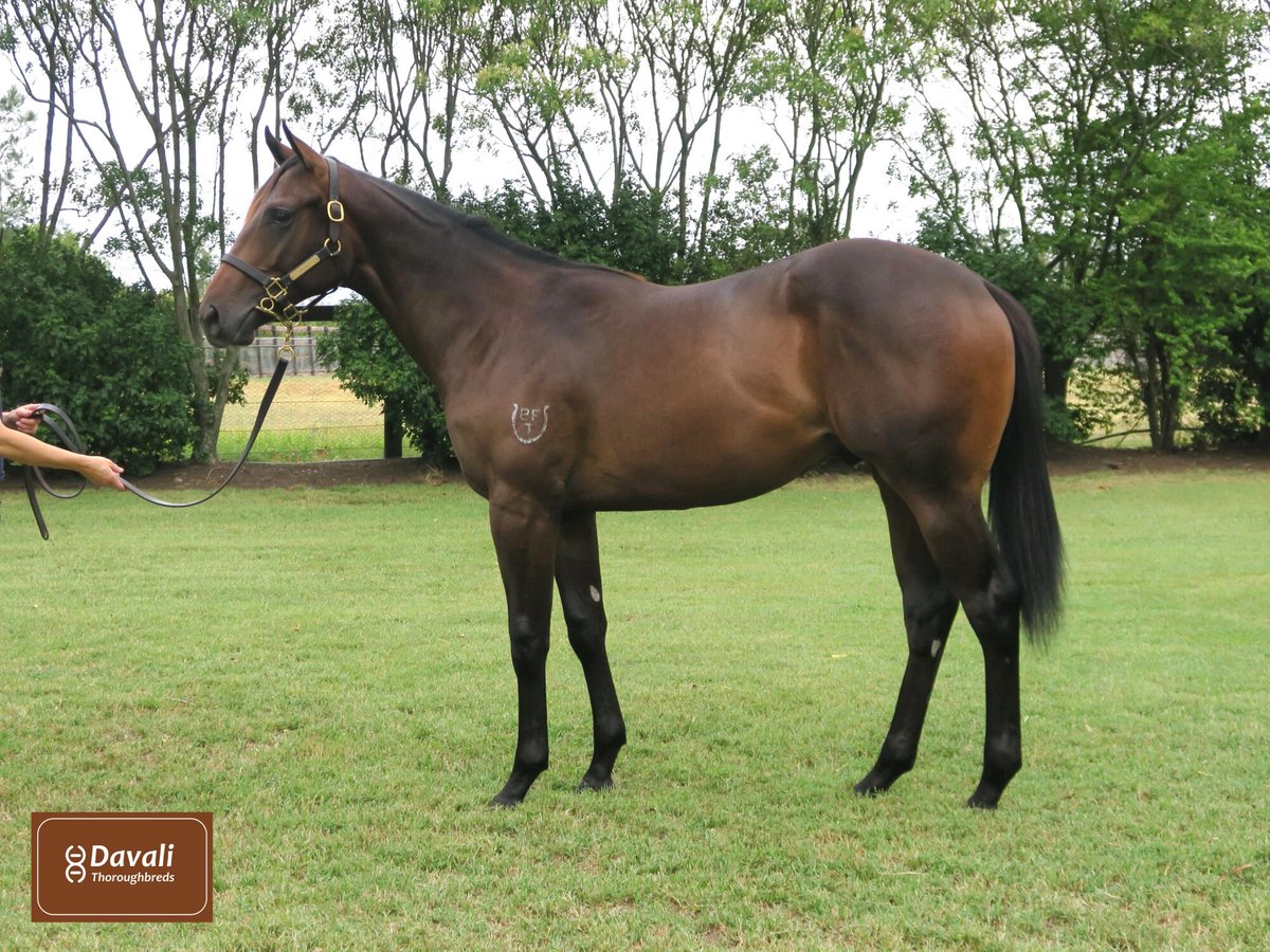 William Johnson Bloodstock tweet media