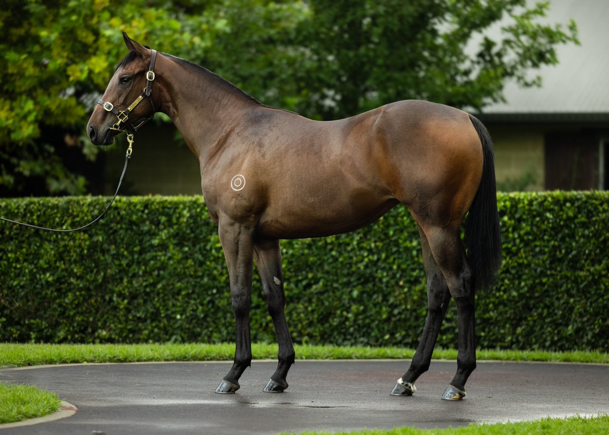 William Johnson Bloodstock tweet media