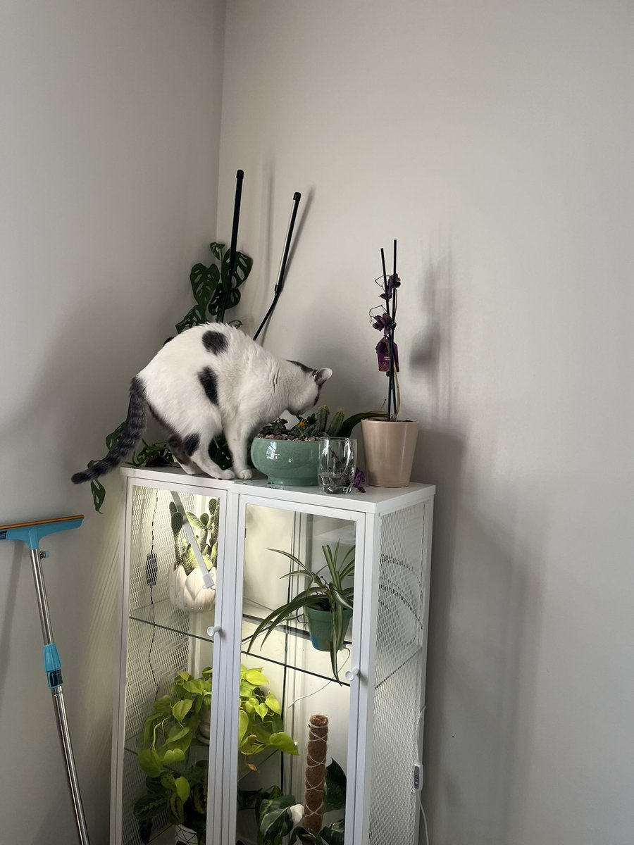 Moe Mijjum tweet media