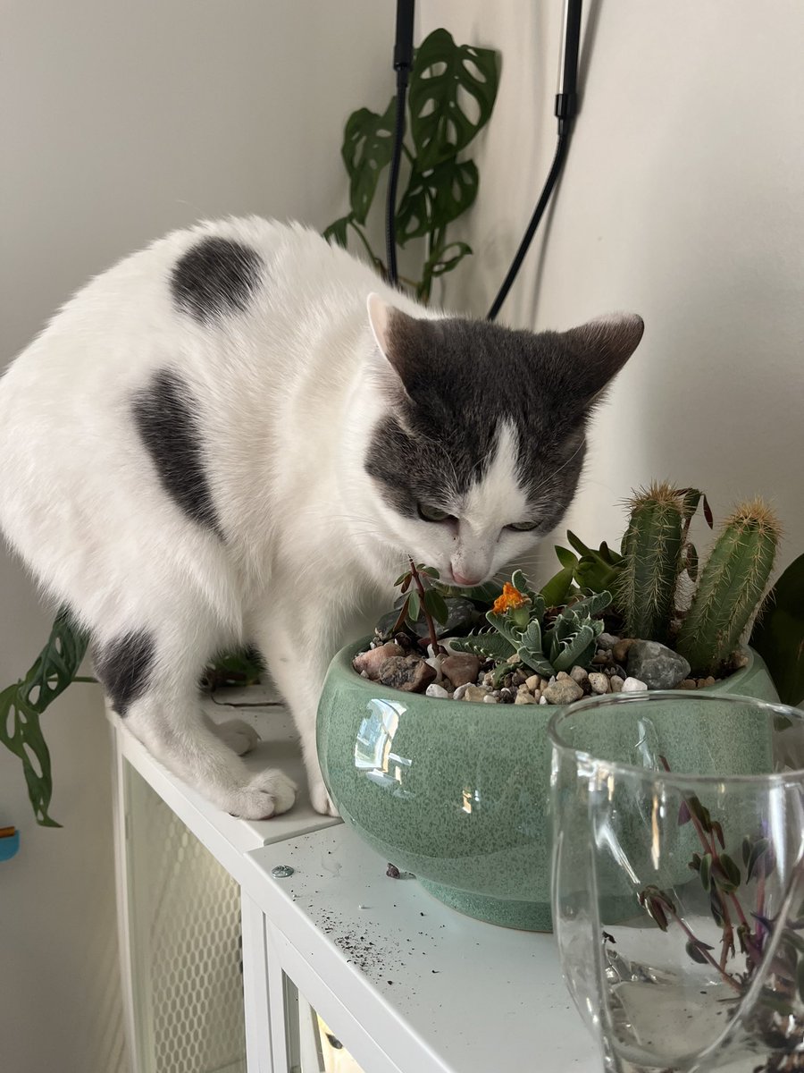 Moe Mijjum tweet media