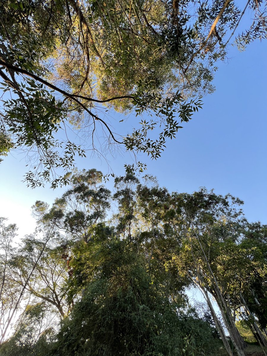 carlos alberto tweet media