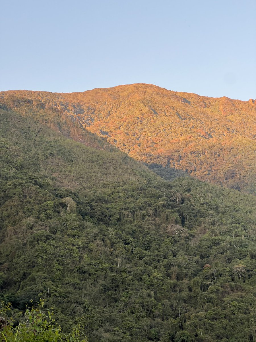 carlos alberto tweet media