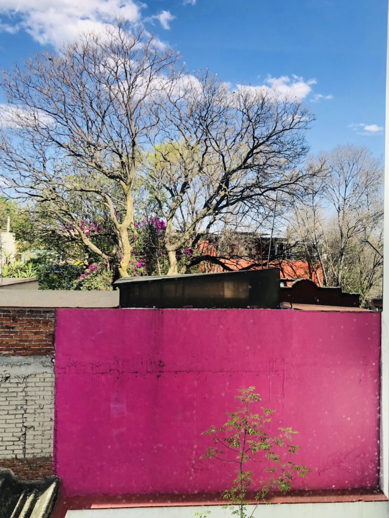 Rubenski77's tweet photo. Coyoacán, 2024. https://t.co/Krbx8g5J0B