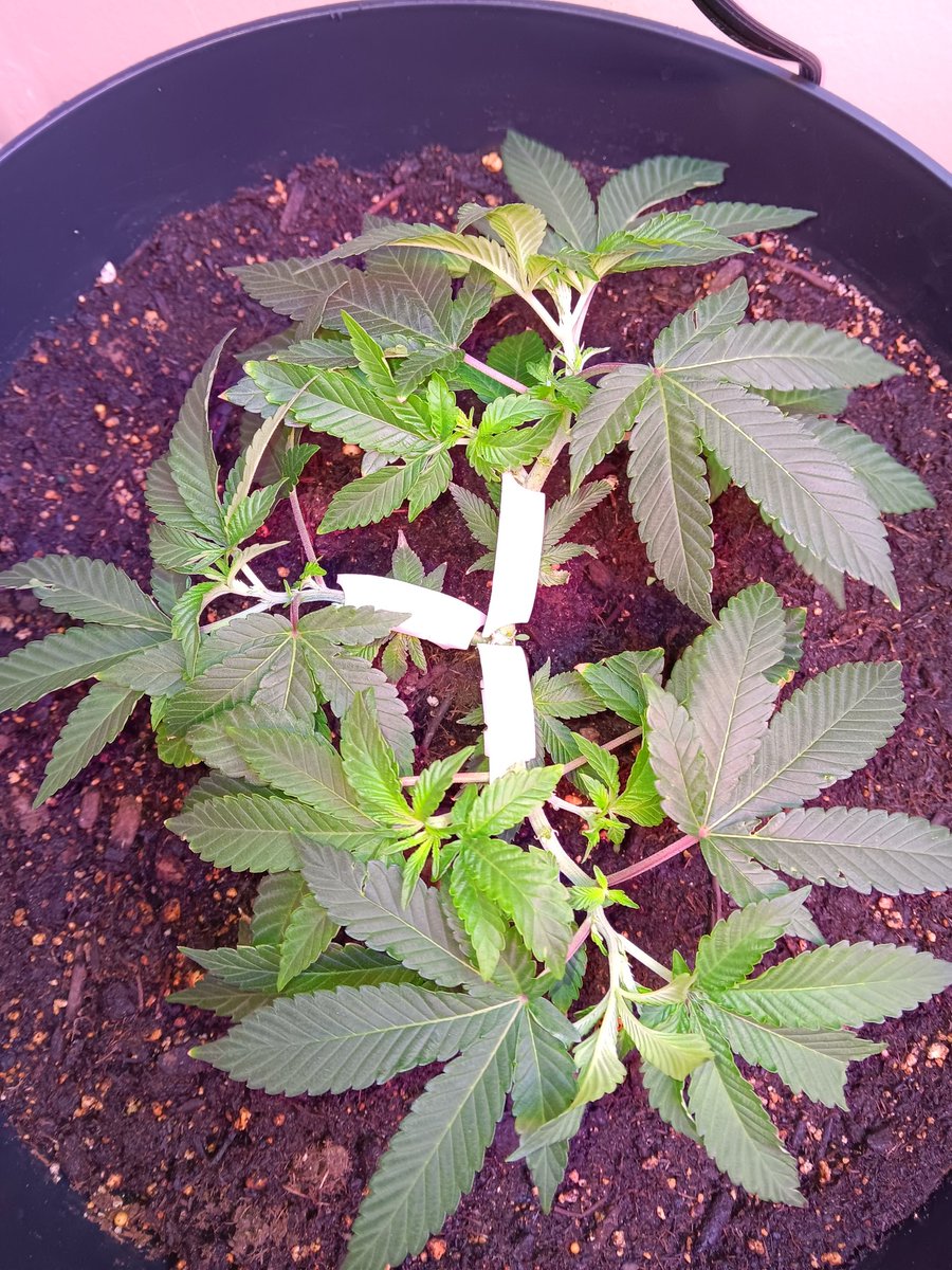 WreckinBeard1's tweet photo. Did a bit of trimming to this GMO Clone.
Wanna make this one wild lookin.
Sadly, I haven't named this girl yet.
Any suggestions 🤔 
@Ruthless_Riches @TheKillaKush @Stxners 
#CryptNFT #greatfish #CannabisCommunity https://t.co/ApwvYz5r0t