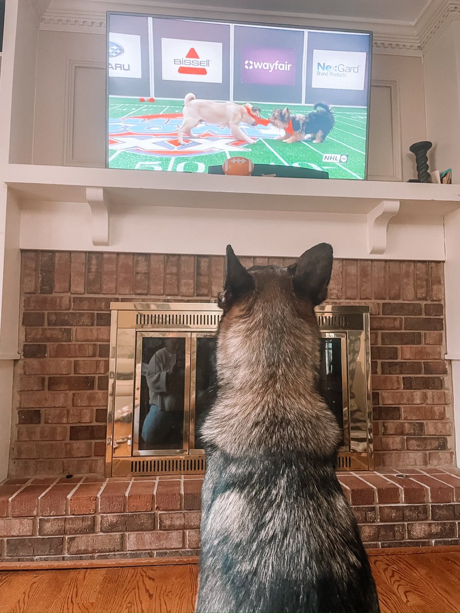 Service_Dog_Seb's tweet photo. Put me in coach! I’m ready! This #PuppyBowl on @AnimalPlanet looks so fun! #PuppyBowlXX https://t.co/bCKcQDq3HB