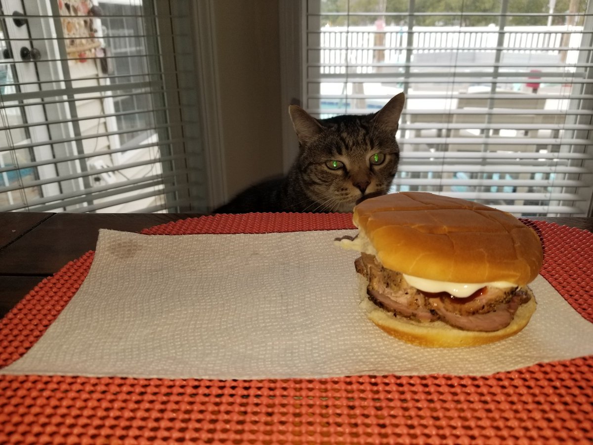 MisterSister__'s tweet photo. Eyeing Dad's sammich....waiting for him to turn his back 😸🥪 https://t.co/ASVrwCDCF8