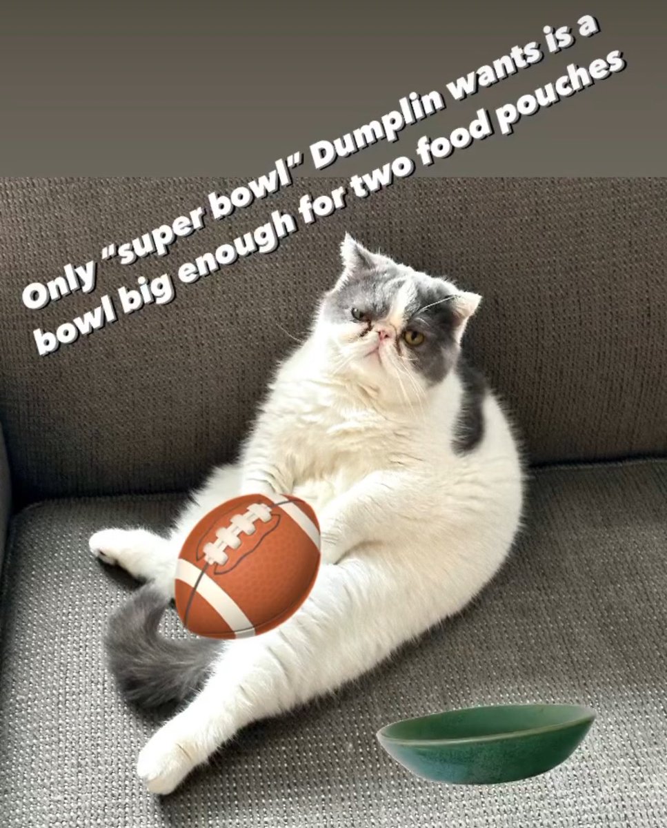 Kevin Bows 🐈🎞️🕰️ tweet media