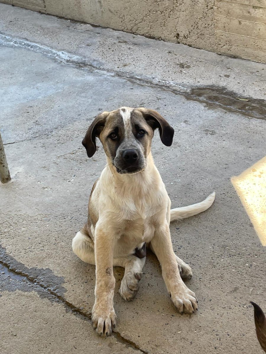 Tiene solo 4 meses yo echan a la calle junto a sus hermanos 😢💔
No creo que vaya a ser muy pequeño, no sé ni me importa, solo veo esos ojos tan inmensamente tristes en una criatura inocente y se me rompe el alma 💔
Acercad la foto y mirad por favor 🙏
Pueblo de Cádiz
657315050