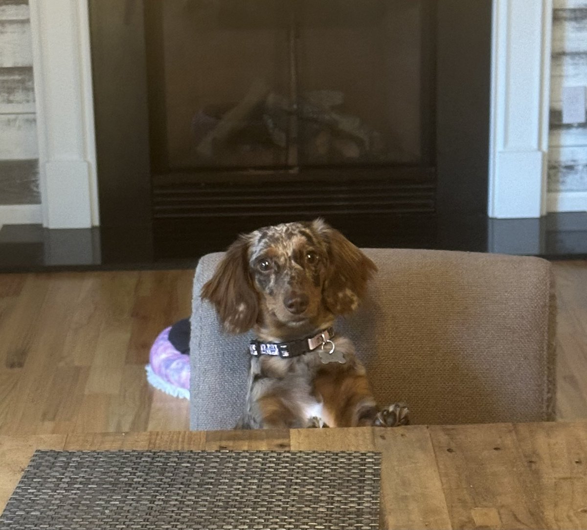 metfanjohn's tweet image. #PuppyBowl