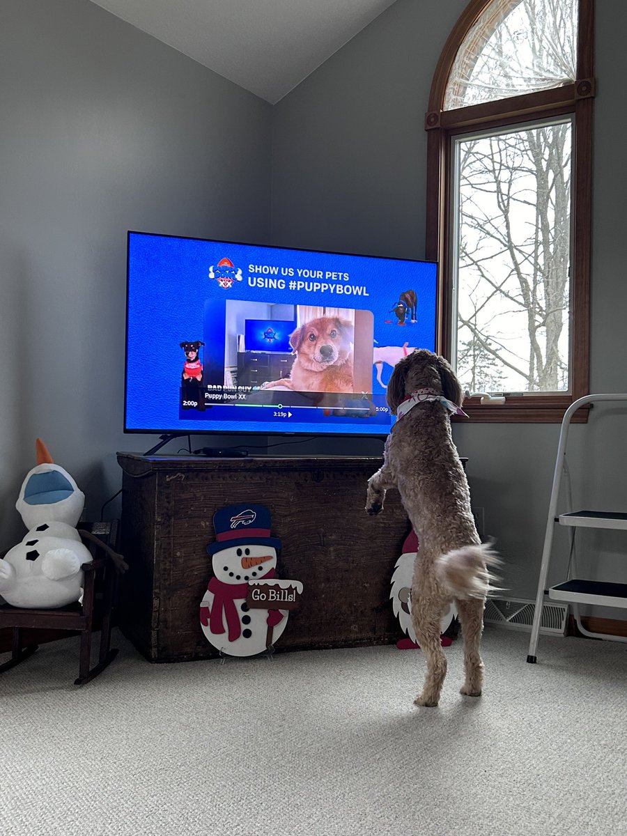 emmktorre's tweet photo. #PuppyBowl https://t.co/8k5AnVDe6O