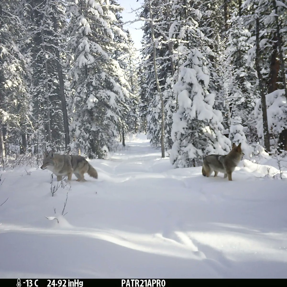 viv_iam's tweet photo. Some beautiful #songdogs in the snow for you. First 3 pics are cropped, last photo is full #trailcamera photo. I really like the wide field of view on the @BrowningCams Patriot. These #coyotes look so healthy, hopefully just living their best life❣️ 🐾🐾 #wildlife #albertawild https://t.co/2FqILDVyQu