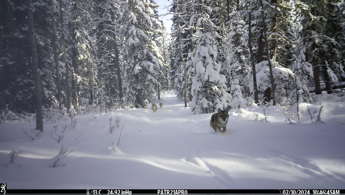 viv_iam's tweet photo. Some beautiful #songdogs in the snow for you. First 3 pics are cropped, last photo is full #trailcamera photo. I really like the wide field of view on the @BrowningCams Patriot. These #coyotes look so healthy, hopefully just living their best life❣️ 🐾🐾 #wildlife #albertawild https://t.co/2FqILDVyQu
