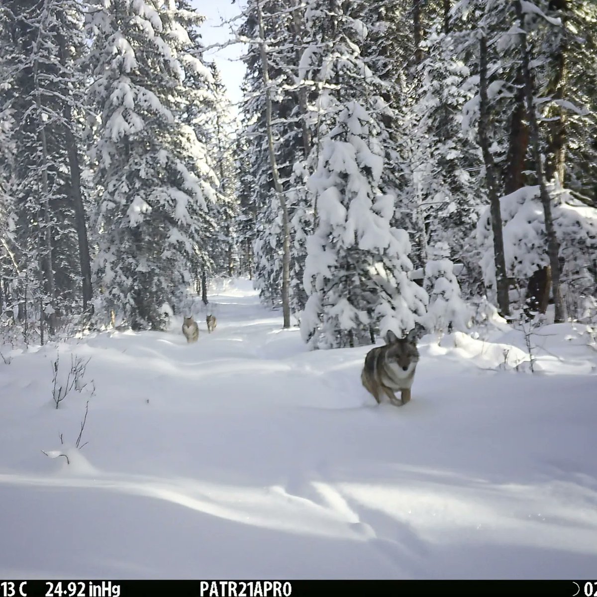 viv_iam's tweet photo. Some beautiful #songdogs in the snow for you. First 3 pics are cropped, last photo is full #trailcamera photo. I really like the wide field of view on the @BrowningCams Patriot. These #coyotes look so healthy, hopefully just living their best life❣️ 🐾🐾 #wildlife #albertawild https://t.co/2FqILDVyQu