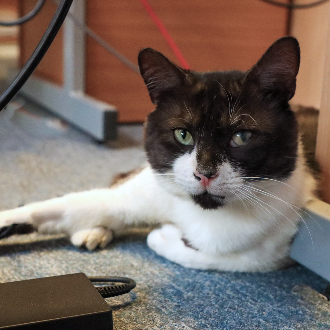 StChrisHospice's tweet photo. Here's two of the many friendly faces at St Christopher's!

We'd like to open up and show what goes far beyond palliative care here, and we thought we'd start with our furry friends: Dusty the Therapy Dog and Tobie the cat.

Comment to tell us what else would you like to see! https://t.co/0VbbyqrCwE